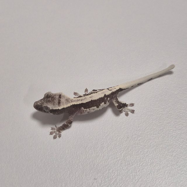 아잔틱 릴잔틱
