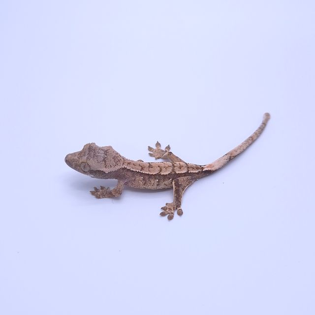 노멀 화이트스팟 익스트림할리퀸