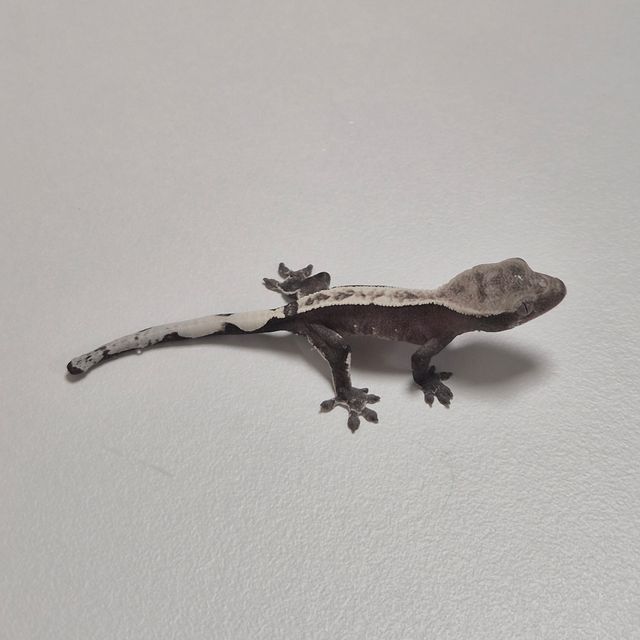 아잔틱