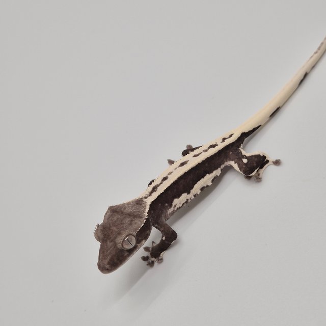 릴잔틱