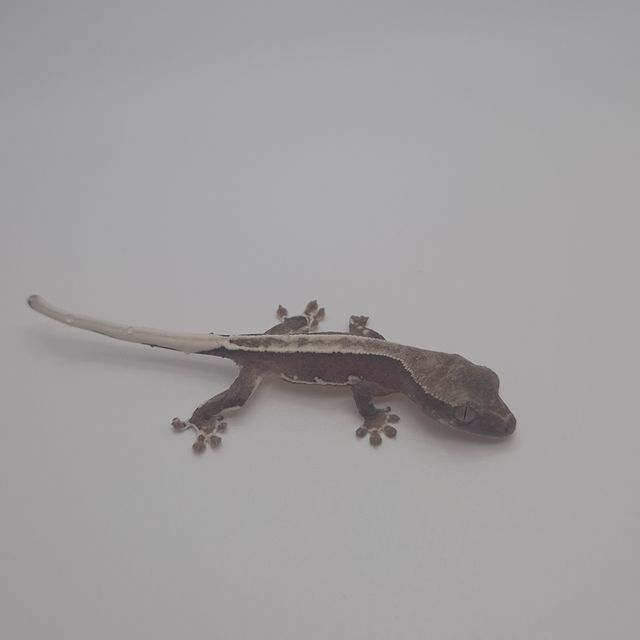 릴잔틱
