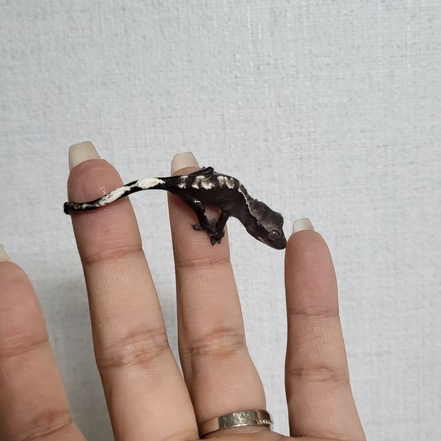 아잔틱
