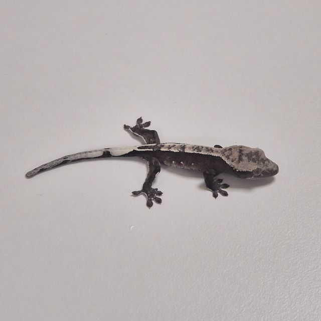 아잔틱