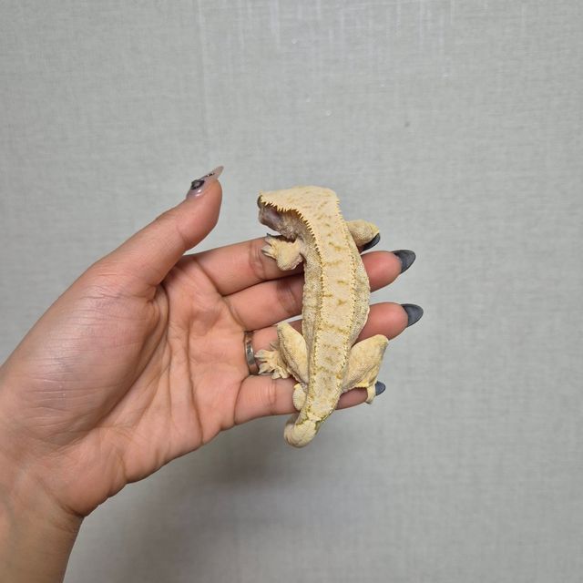 익스트림할리퀸 화이트스팟