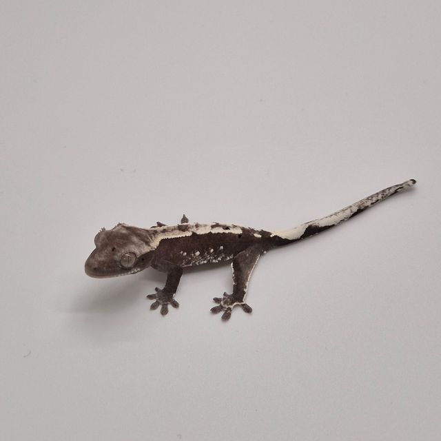아잔틱