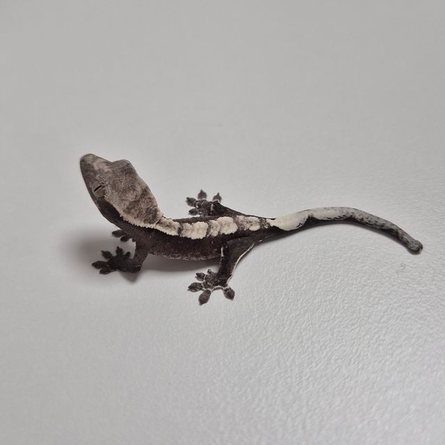 아잔틱
