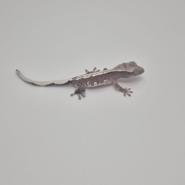 릴잔틱
