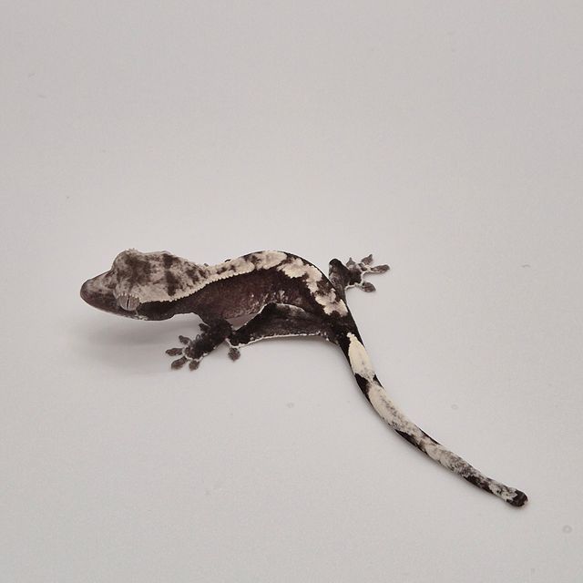 아잔틱