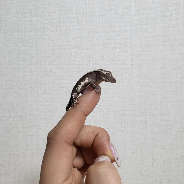 릴잔틱