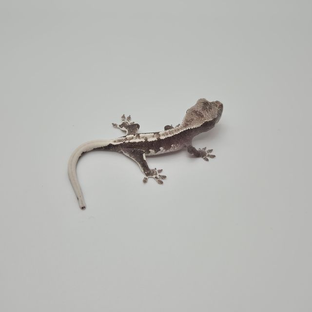 릴잔틱