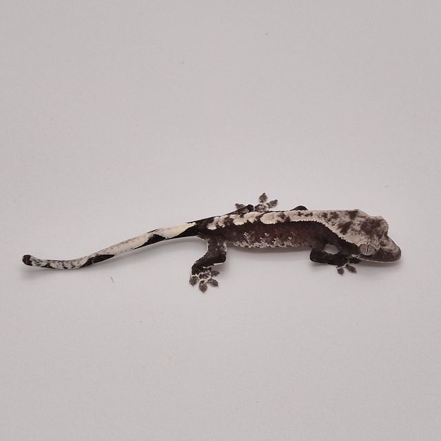 아잔틱