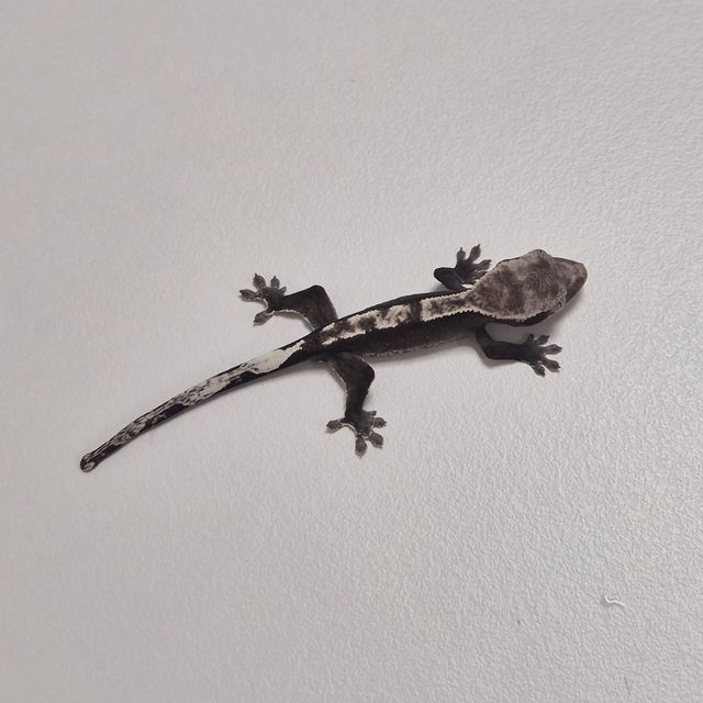 아잔틱