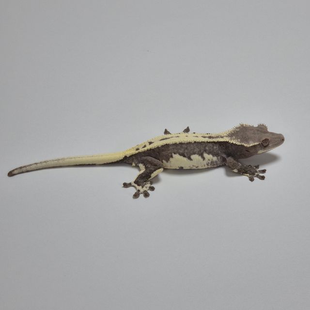 릴잔틱