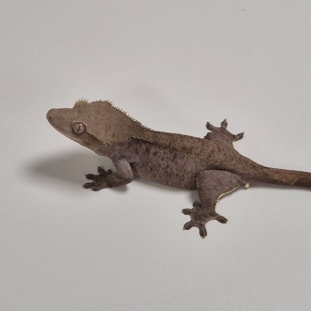 아잔틱