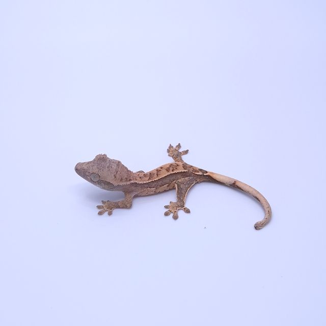 노멀 쿼드