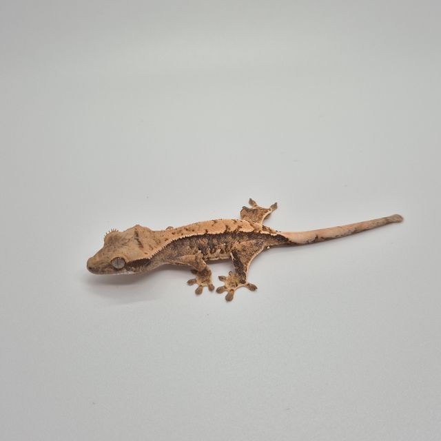 익스트림할리퀸 트라이