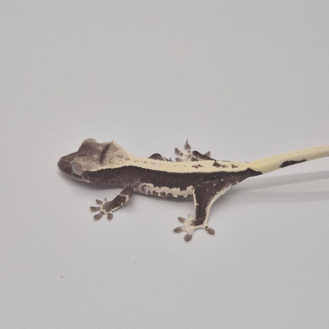 릴잔틱