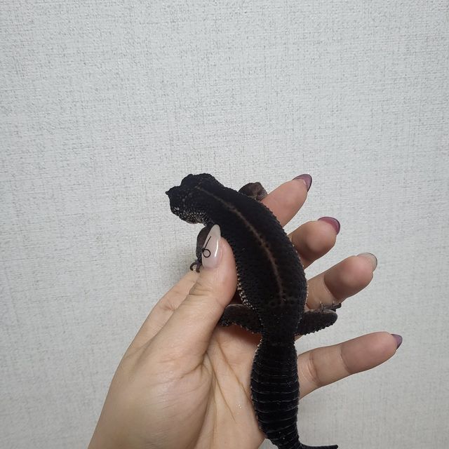 블랙나이트