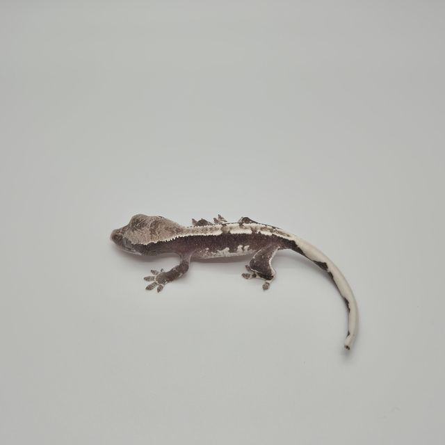 릴잔틱