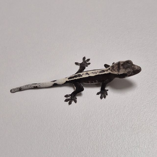 아잔틱 풀핀