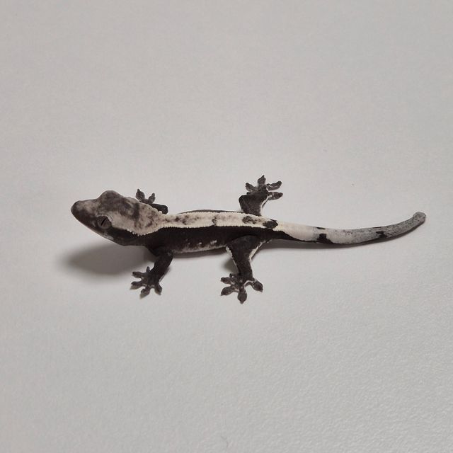 아잔틱