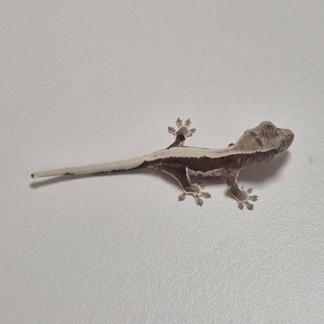 아잔틱 릴잔틱