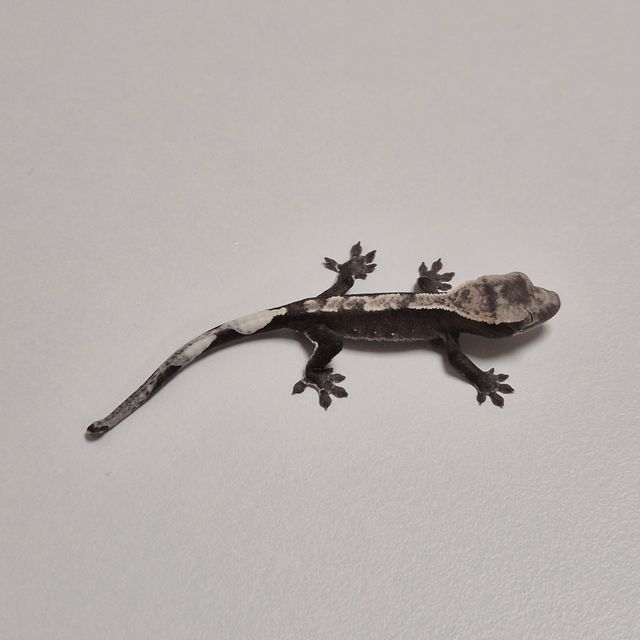 아잔틱