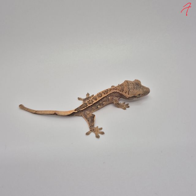 핀스트라이프 트라이 쿼드