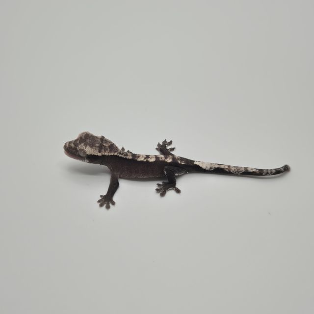 아잔틱
