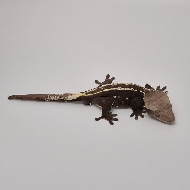 아잔틱 핀스트라이프