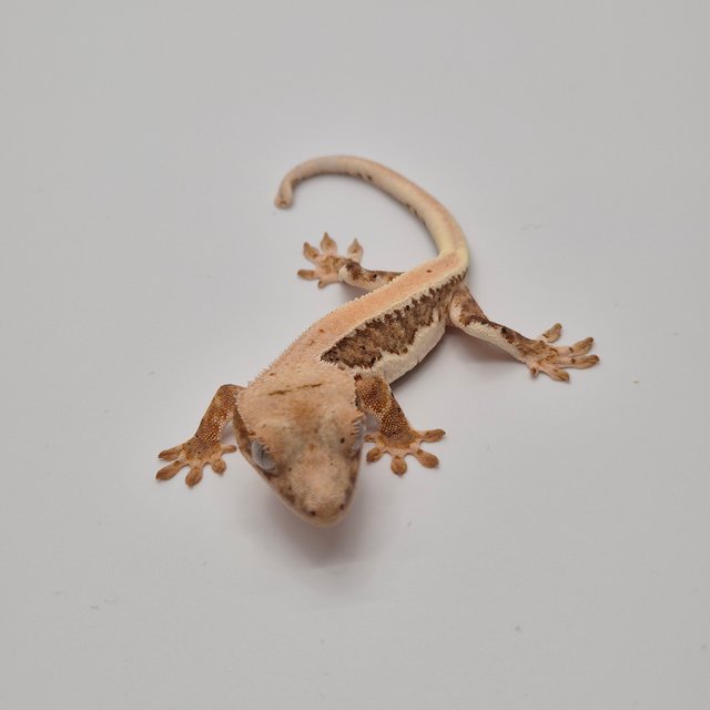 릴리100%헷아잔틱