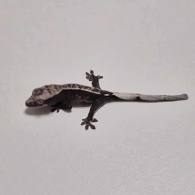 아잔틱 핀스트라이프