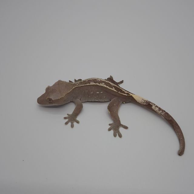 아잔틱