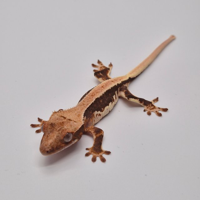 릴리100%헷아잔틱