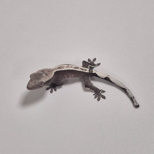 아잔틱