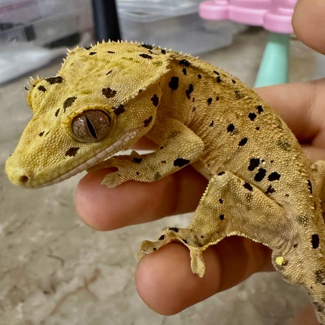 슈퍼달마시안 달마시안