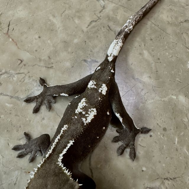 아잔틱