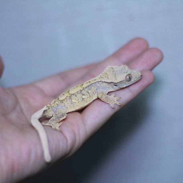 노멀 트라이 익스트림할리퀸