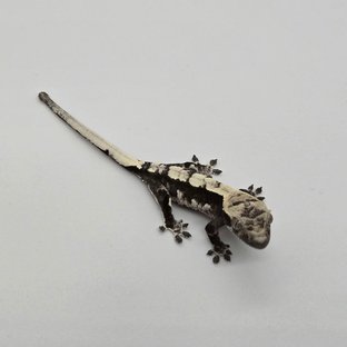 아잔틱