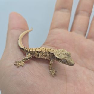 바브 트라이 익스트림할리퀸