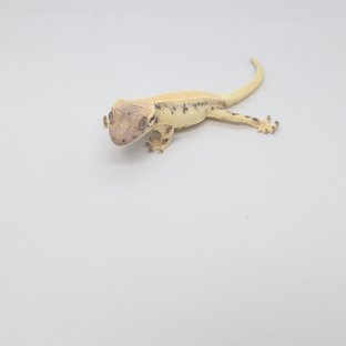 크림