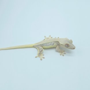 백설기