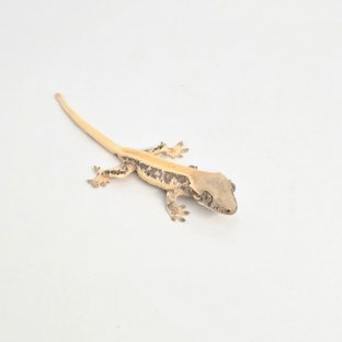 릴리화이트 솔리드백