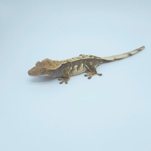 된장