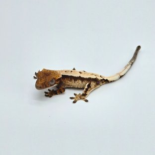 카인