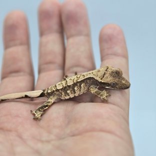 트라이 익스트림할리퀸