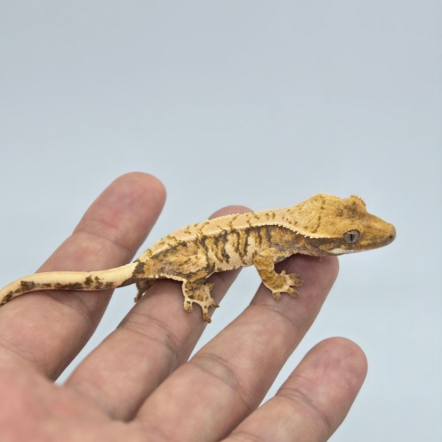 트라이 바브 익스트림할리퀸