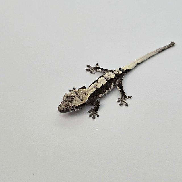 아잔틱