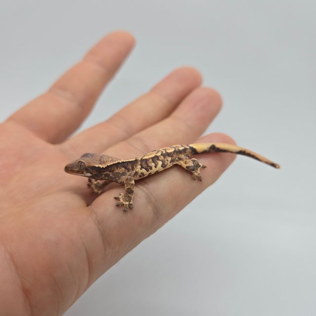 트라이 바브 익스트림할리퀸