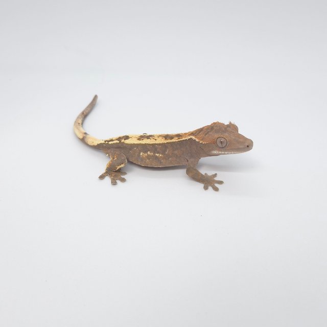 세이블 100%헷아잔틱